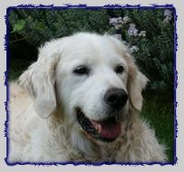 biggles